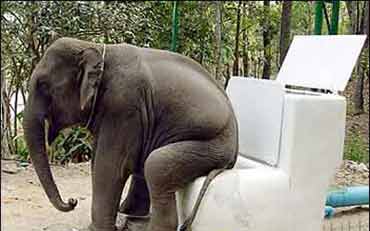 فیل ها هم توالت فرنگی میرن !!! عکس جالب